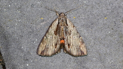 Catocala ultronia