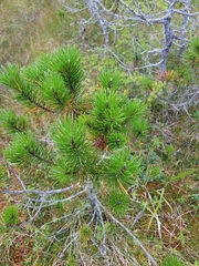 Pinus contorta contorta