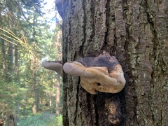 Fomitopsis ochracea
