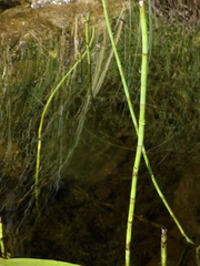 Equisetum fluviatile