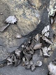 Umbilicaria polyphylla