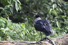 Anhima cornuta