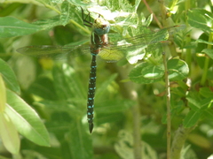 Aeshna tuberculifera