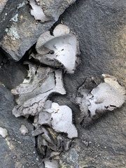 Umbilicaria polyphylla