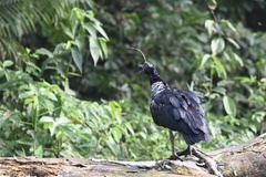 Anhima cornuta