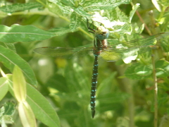 Aeshna tuberculifera
