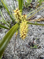 Carex retrorsa