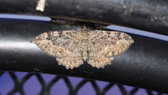 Rheumaptera meadii