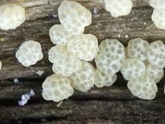 Trichoderma