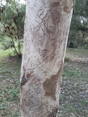 Eucalyptus propinqua
