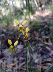 Diuris maculata