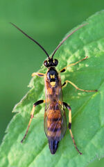 Cratichneumon