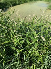 Persicaria lapathifolia