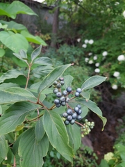 Cornus amomum