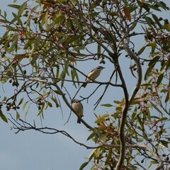 Melithreptus brevirostris
