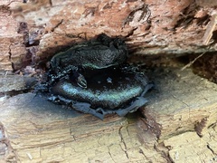 Camarops petersii