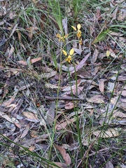 Diuris maculata