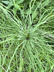 Equisetum pratense