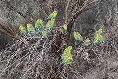 Melopsittacus undulatus