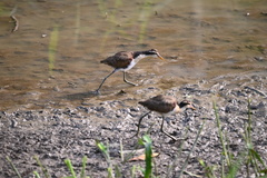 Jacana jacana