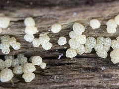 Trichoderma