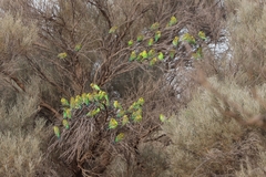Melopsittacus undulatus