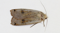 Noctua pronuba