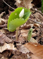 Sanguinaria canadensis