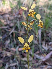 Diuris maculata