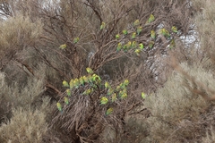 Melopsittacus undulatus