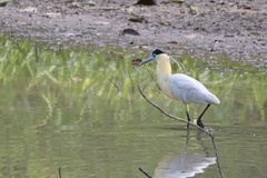 Pilherodius pileatus