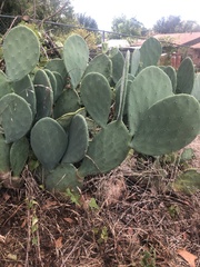 Opuntia cacanapa