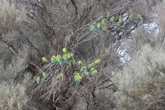 Melopsittacus undulatus