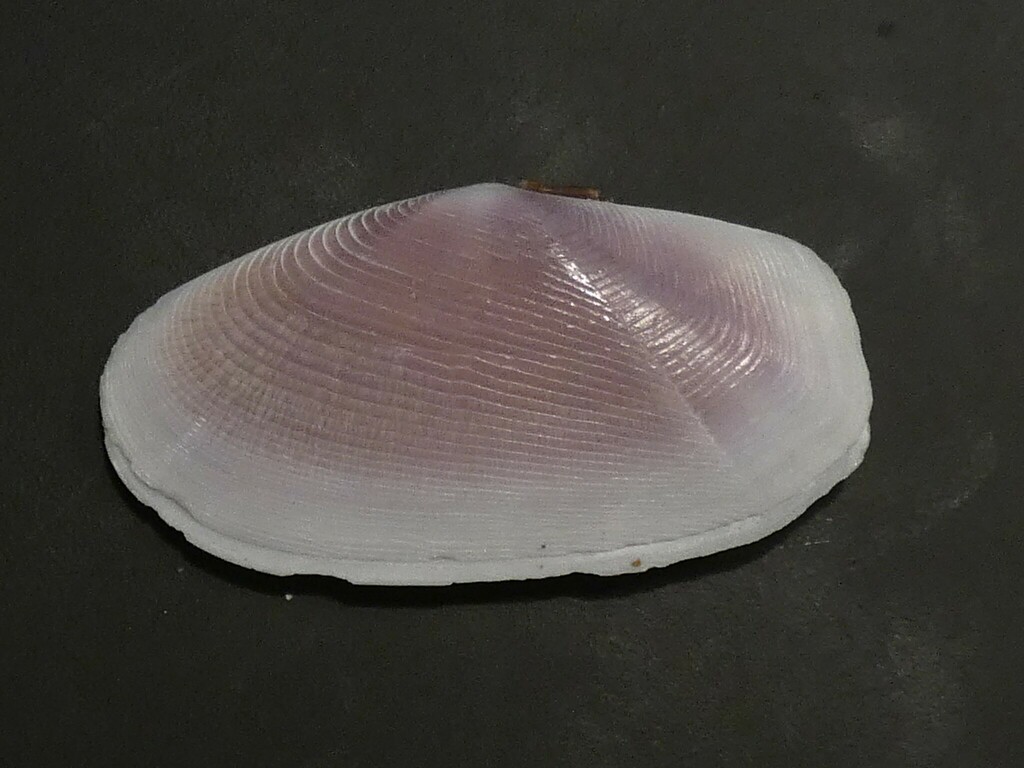 Truncate Sunset Clam
