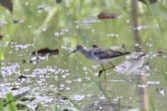 Tringa flavipes