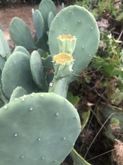 Opuntia cacanapa