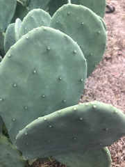 Opuntia cacanapa