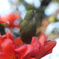 Thraupis palmarum