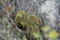 Asplenium adiantum-nigrum