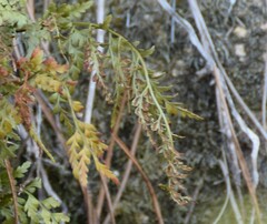 Asplenium adiantum-nigrum