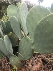 Opuntia cacanapa