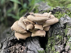 Panellus