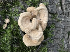 Panellus
