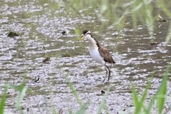 Jacana jacana