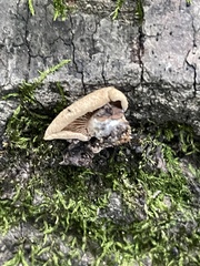 Panellus