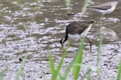 Jacana jacana