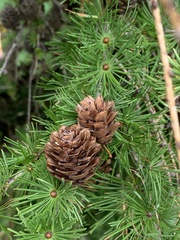 Larix decidua