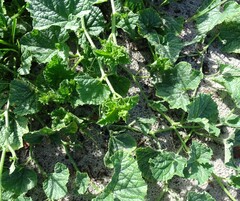Cucumis melo