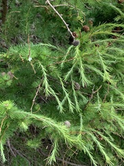 Larix decidua