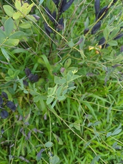 Baptisia australis